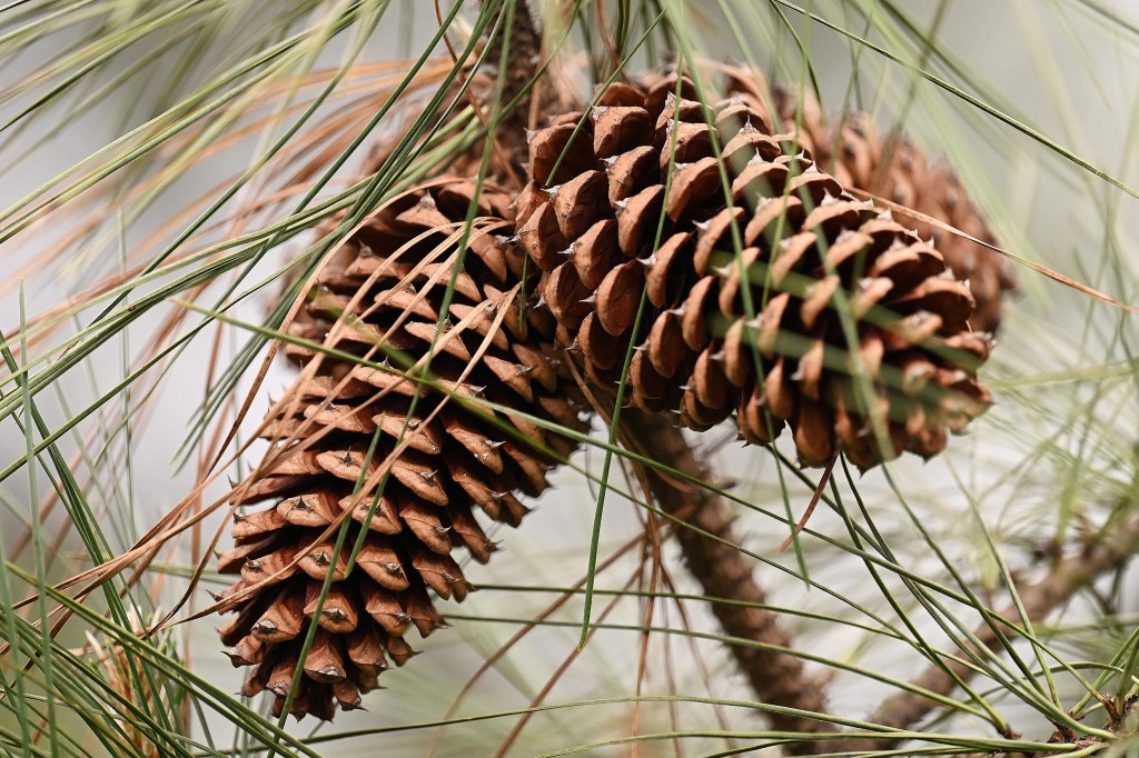 No Justice in Mepham